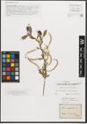 Foto von Salix triandra subsp. amygdalina (L.) Schübl. & G. Martens